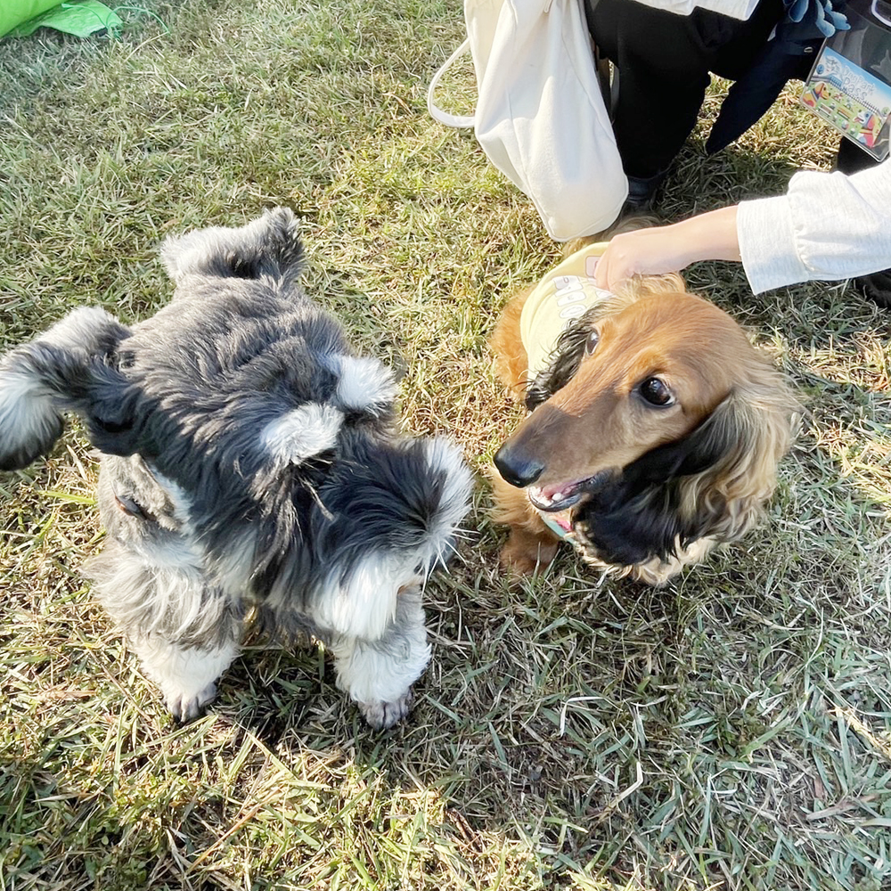 卒業犬のビターちゃんとさとるくん☆